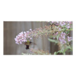 Kolibri Clearwing Motte Photographischer Druck