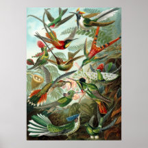 Kolibri-Druck Plakatdrucke