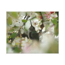 Kolibri eingewickelte Leinwand Gespannter Galeriedruck
