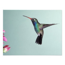 Kolibri-Einladung