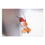 Kolibri-Fliegen-Foto