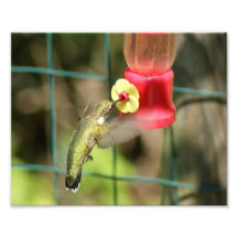 Kolibri füttern 10 x 8 photographischer Druck