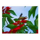 Kolibri im Flug Postkarte