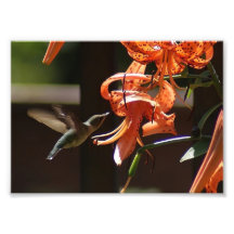 Kolibri-Lilie photographischer Druck 7 x 5
