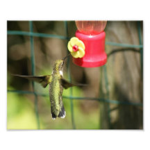Kolibri photographischer Druck 10 x 8