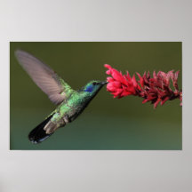 Kolibri Plakat