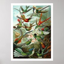 Kolibri-Plakat