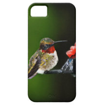 Kolibri Schutzhülle Fürs iPhone 5