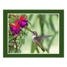Kolibri und Fuchsie Photographischer Druck
