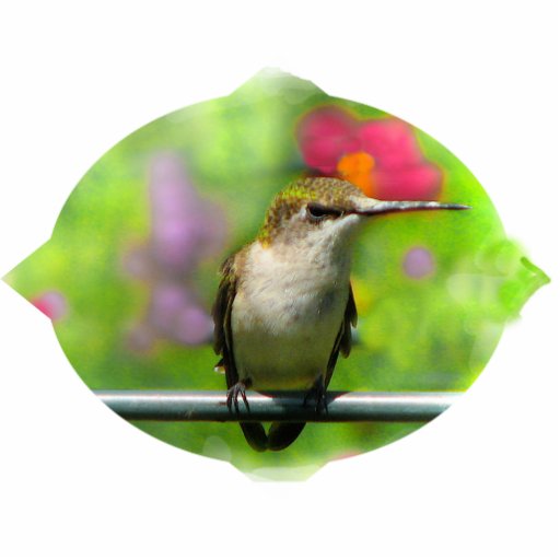 Kolibri-Weihnachtshängen Photoskulptur