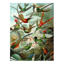 Kolibris Postkarte