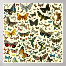 Kolossales Schmetterlings-Plakat