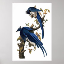 Kolumbianisches Jay durch John James Audubon Poster