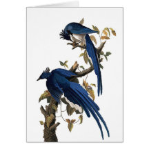 Kolumbien-Jay durch John James Audubon Grußkarten