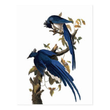 Kolumbien-Jay durch John James Audubon Postkarten