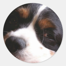 König Charles Cavalier Spaniel Sticker