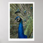 König Peacock Posterdrucke