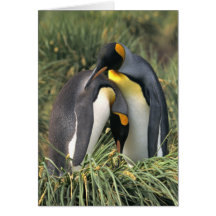 König-Pinguine Liebhaber Karten