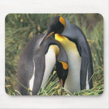 König-Pinguine Liebhaber Mousepads