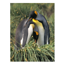 König-Pinguine Liebhaber Postkarte