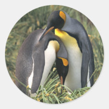 König-Pinguine Liebhaber Sticker