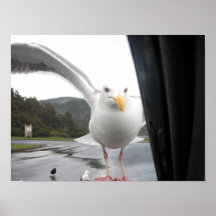 König Seagull Landing Posterdrucke