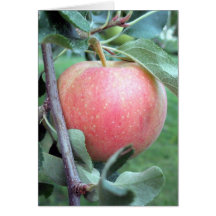 Königliche Gala Apple Karten