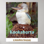 Kookaburra, das rechtes Plakat schaut