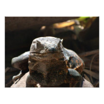 Kopf auf Leguan Foto Druck