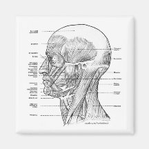 KOPF-UND HALS-ANATOMIE-T-SHIRTS UND GESCHENKE KÜHLSCHRANKMAGNET
