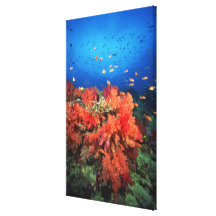 Koralle und Fische Galerie Falt Leinwand