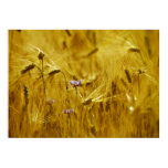 Kornblume im Getreide poster