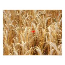 Kornblume Personalisierte Ankündigungen