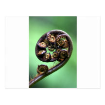 Koru unfurling Farnwedel Postkarten