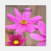 Kosmos-Blumen-Kühlschrank-Magnet Magnete