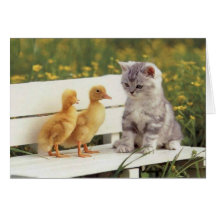 Kostbare Katzen, Kätzchen-Karten, Geschenke - fert