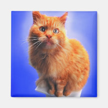 Kostbare Katzen, Kätzchen-Karten, Geschenke - fert Magnete