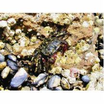 Krabben Barnicles Ozean Tidepools Meer Photoskulptur
