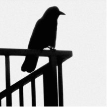 Krähe auf Ecke Photoausschnitt