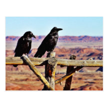 Krähen-Raben-Vogel-Schwarzes Postkarten