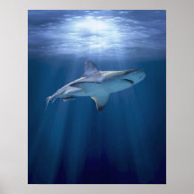 Kreuzender Haifisch Plakate