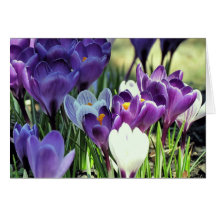 Krokusse Karten