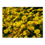Kronen-Gänseblümchen/Chrysantheme Coronarium Postkarte