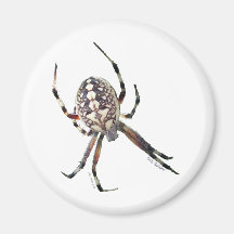 Kugel-Spinne Magnete