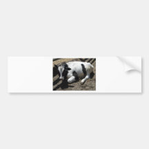 Kuh, Baby Auto Sticker