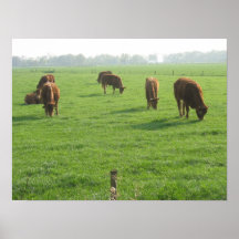 Kuh-Foto-Plakat-Druck