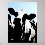 Kuh Plakatdrucke