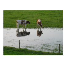 Kuh-Reflexionen in der Wasser-Postkarte