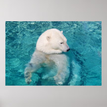 Kühler Eisbär Plakatdruck