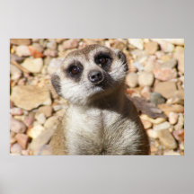 Kundengerechtes Meerkat Plakat